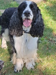 Vigo po soutěži ZOP.