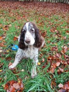 Giulinek narozeniny. Neslyší, skoro nevidí, ale ťape statečně dál. I když už musí chodit na flexině.
