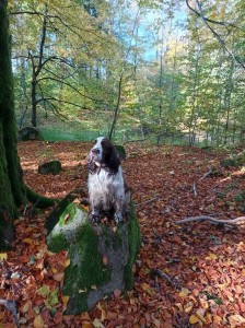Při výcviku Medvěda asistovala jeho mámina Belina.