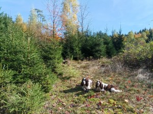 Tak synu, jestli to nezvládneš, tak....koukej, tohle je odložení.