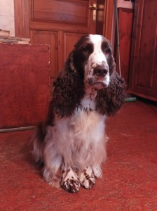 Jak bude asi ženich vypadat?