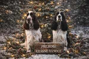 Orf od Stroupinského potoka a Nero z Větrné paseky