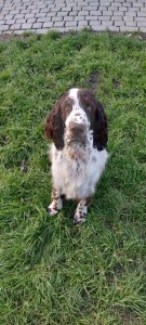 Dante z Větrné paseky