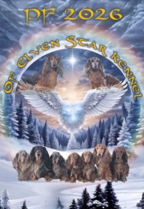 CHS of Elven Star - kde se nachází tatínek našich štěňátek Finarfil Silmaril of Elfen Star