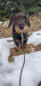 Eldar (Albertík) u Hříbečku