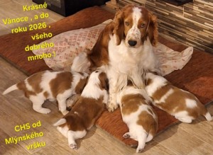 Kámoška Debbie z Mlýnského vršku se svým podzimním vrhem 2025.