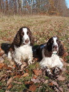 Belinka a Medvěd (Werra a Zari) podzim 2025. Máma se synem.