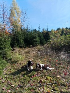 Beli a Medvěd (Werra a Zari) krásný podzim 2025.