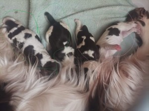 Štěňátka druhý den.