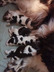 Štěňátka šestý den.