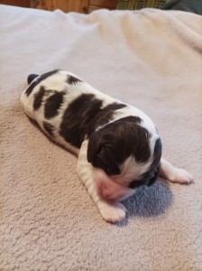 Pejsek Endy, hnědobílý s pálením