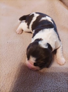 Fenka ELZA hnědobílá s pálením