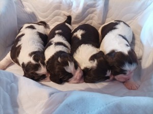 Zleva ENDY, EDDY, ELZA a ELI.