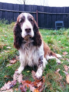 Šestnácté narozeniny.