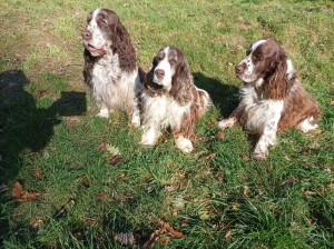 Poslední foto ještě se svými rodiči s Belí a Rambem.