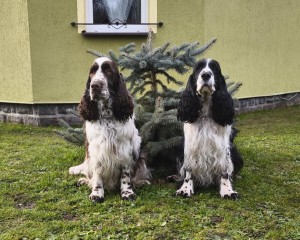 NERO z Větrné paseky (černobílý) se svým kámošem Orfeusem od Stoupinského potoka. Prosinec 2025