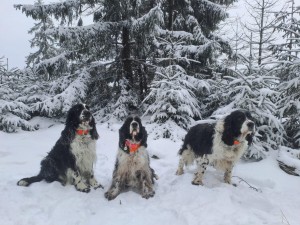 Začátek ledna 2026, Vigo Spoofinder, Niké a Hubert z Větrné paseky.