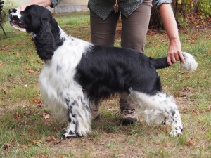 Nero z Větrné paseky - chovný pes, breeding male (ve spolumajitelství)