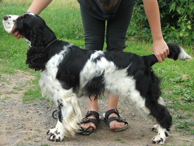 Diana z Větrné paseky