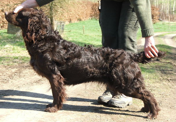 Chvalka z Chlumeckého polesí