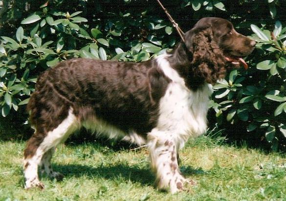 Kingly Kim Darrem Canis