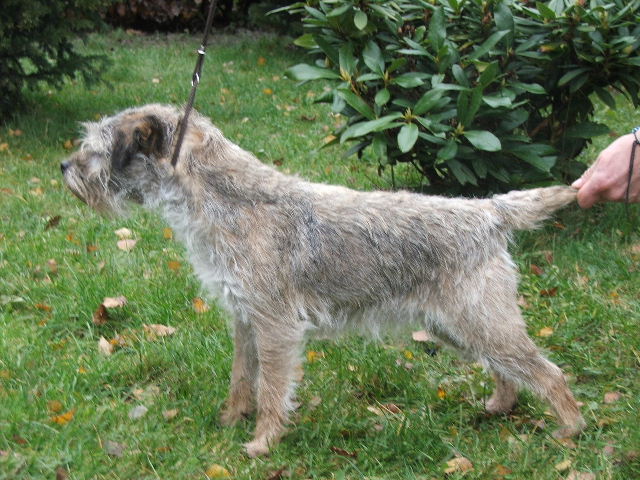 Olympia Fiery Lucifer