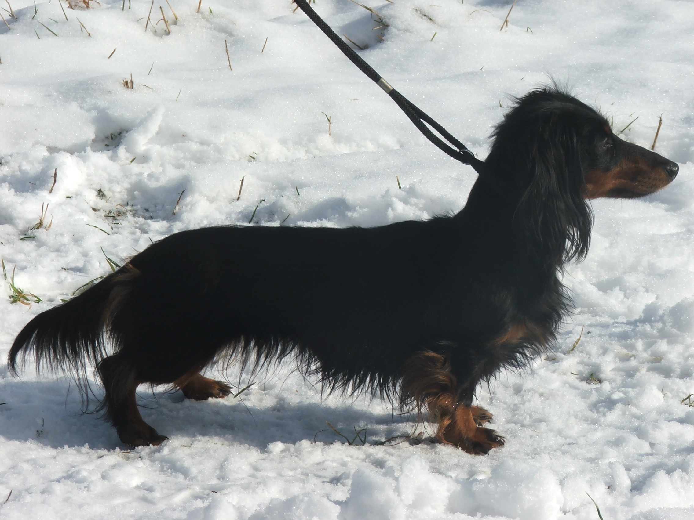 Wega Gold Madiera - jezevčík dlouhosrstý králičí ráz