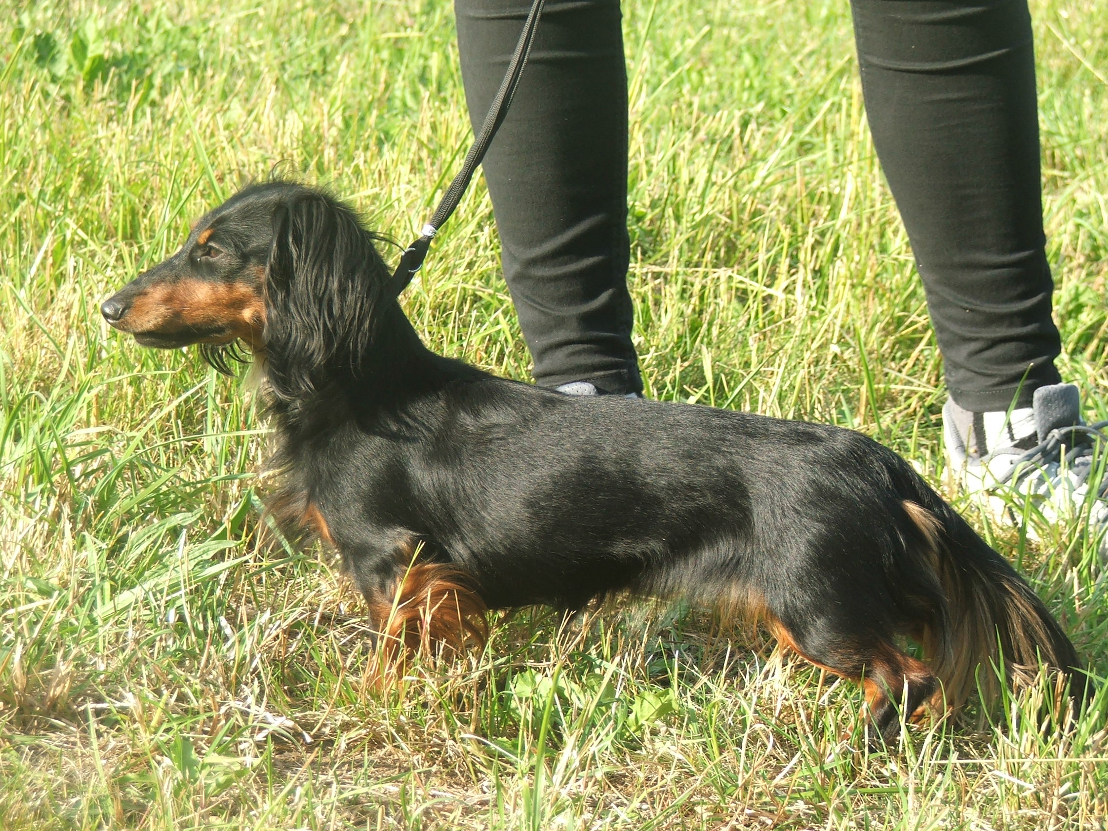 Capetka z Větrné paseky