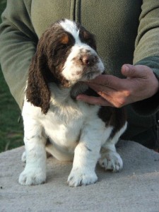 Irgus z Větrné paseky - PZ I.cena