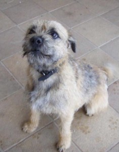 Gir Ostrý lovec- BZ I. - vítěz zkoušek,  BZH I.c. - vítěz zkoušek