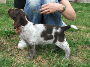Lessie z Větrné paseky - Slovensko, DKK 0/0, PZ I. cena Vítěz zkoušek (KOšice)
