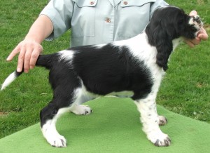 Felicita z Větrné paseky - ZV III.c.