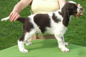 Fagiáno z Větrné paseky