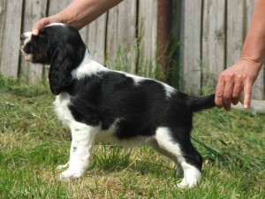 Farísa z Větrné paseky - PZ I.c, ZV I.c, (Slovinsko)