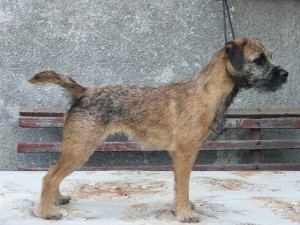 Frixí Ostrý lovec- chovná fena, velmi dobrá, ZV I.c, LZ I., BZ IIc. BZH II.c., HZ I.c.,(166 b.) ZN obstála, 84 b., 10 sekund - Vítěz zkoušek, PZ II. cena, VZ - III. cena 268 bodů, ZN téměř v devití letech 84 b., 7 sekund!!!, VP - II.c. v 9,5 letech.