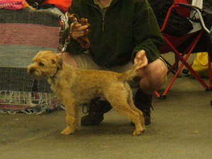 Dandy Ostrý lovec - výborný, BZ II.c, LZ I.c.