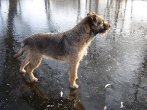 Colombo Ostrý lovec