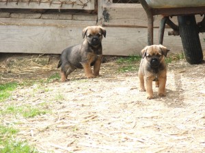 Eben Ostrý lovec - v pozadí