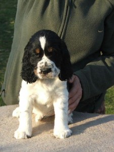 Iliana z Větrné paseky