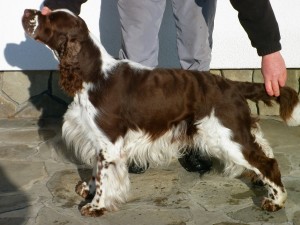 Exy z Větrné paseky - CHČR, 3xCAC, r.CACIB, ZV II., PZ I.c, BZ I.c, LZ I.c, VZ III.c., DKK 0/0, FUCO negativní - CHOVNÝ PES