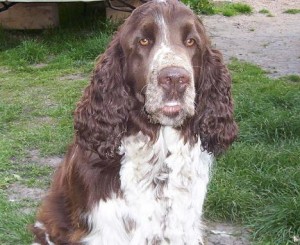 Egon z Větrné paseky - Briteček