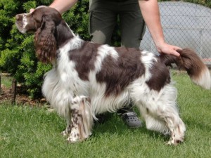 Ergus z Větrné paseky - výborný, Vítěz třídy, Krajský vítěz, KZV - III.c.