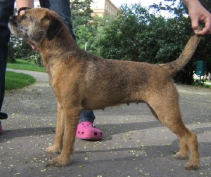 Bora Ostrý lovec- chovná fena, výborná, Vítěz třídy, Krajský vítěz, ZV I.c,ZN 84 b., KBZH - CACT,CCT KV, I.c., BZ I.c, LZ I.c, BL - I.c.D/I.c.V CACIT, VZ I.c