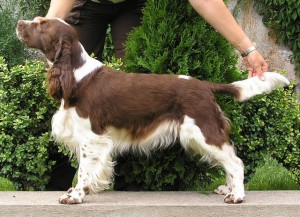 Xara z Větrné paseky - fena vyřazena z chovu pro věk, výborná CAC, r.CAC, VDH, r.CACIB, ZV I., PZ I., BZ I.c, VZ III.c, BZH I.c., DK 0/0, FUCO negativní, PRA CORD 1 negativní