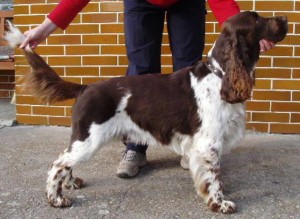 Unkas z Větrné paseky