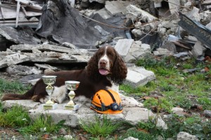 IRAN z Větrné paseky - IX.ročník Memoriálu Zdeńka Katolického 2.místo v kategorii A (záchranářské práce)
Mistrouvství světa ve vyhledávání v sutinách, atd., 2, místo vyhledáváí v sutinách Mistrovství psovodů záchranných psů IZS 2018, splněné sutinové a p