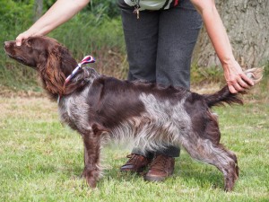 Lovka z Větrné paseky - KV Ml. Boleslav - výborná 1, VT,KV,Vítěz Ml.Bol., NVP Ml.Boleslav - výborná 1, CAC, DKK 1/2, BZH I.c.
