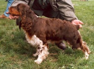Sendy z Větrné paseky - CACIB,CAC,BOB, chovná fena, ZV,PZ,VZ