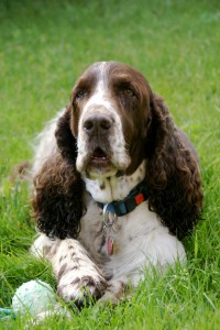 Sokol z Větrné paseky - Artík