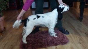 Ornella z Větrné paseky, FUCO neg., DKK A/A